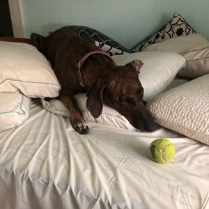 Meet your Posher, Brian